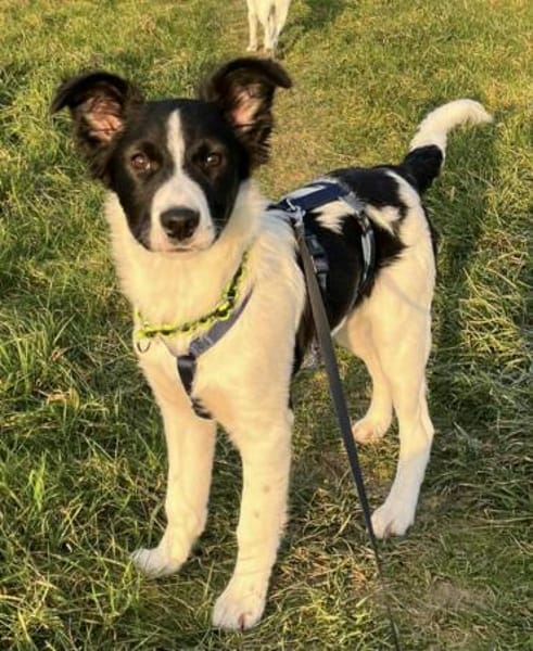 SAMMY wartet auf PS in 65... Hünfelden