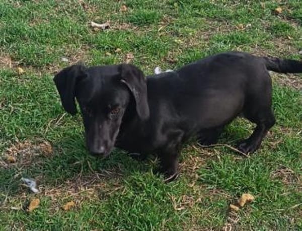 Zalan möchte so gerne eine Familie