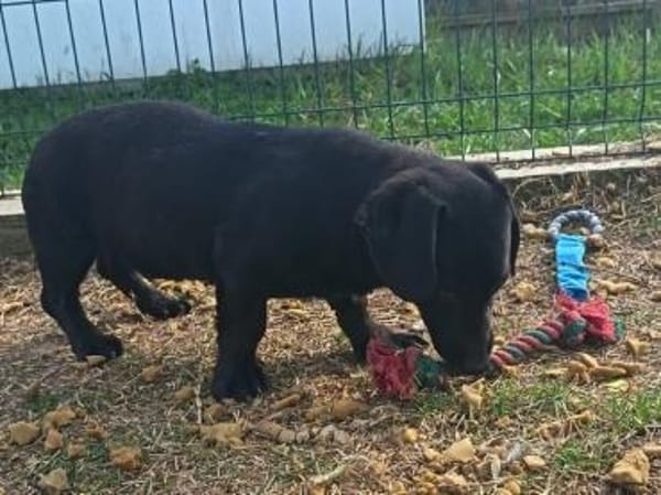 Zalan möchte so gerne eine Familie