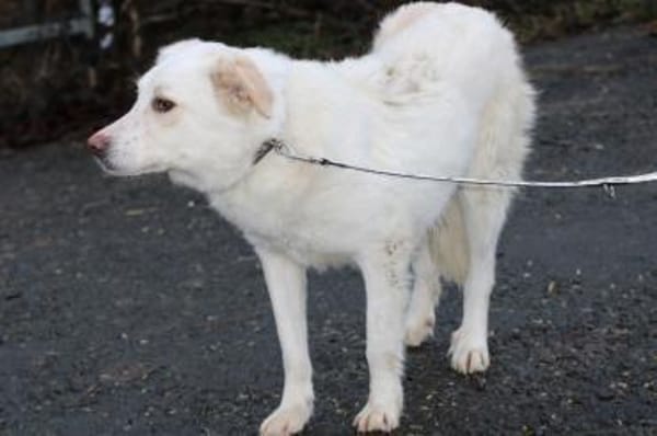 Manja - sensibel u. freundlich