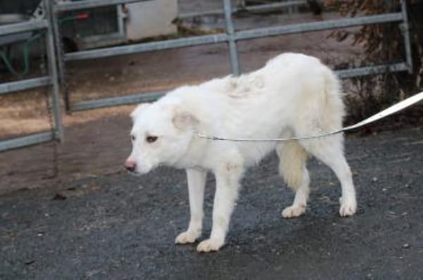 Manja - sensibel u. freundlich