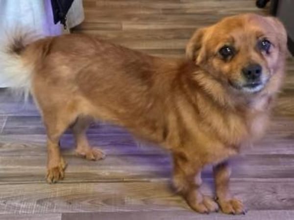 Teddy sucht sein Für-immer-Zuhause 🐾❤