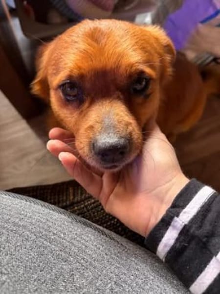 Teddy sucht sein Für-immer-Zuhause 🐾❤