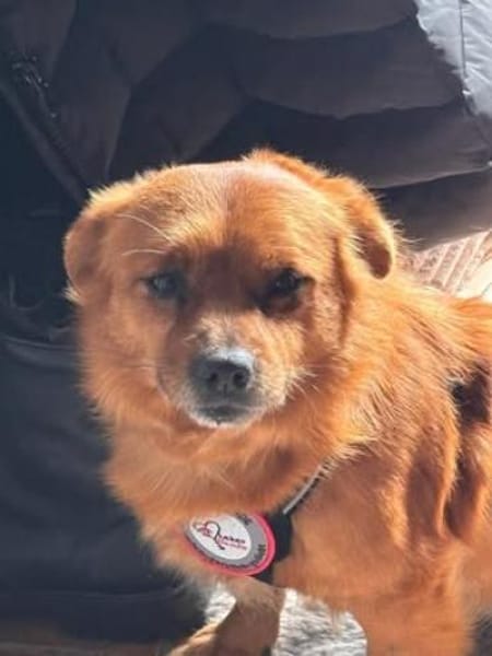 Teddy sucht sein Für-immer-Zuhause 🐾❤