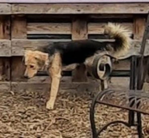 SIMONE sucht ihr Für-Immer-Zuhause