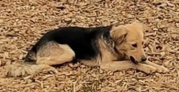 SIMONE sucht ihr Für-Immer-Zuhause