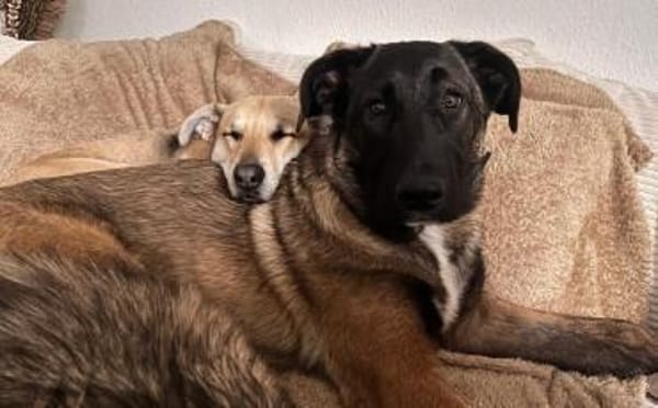 Erfahrenes Zuhause für sensiblen Hape