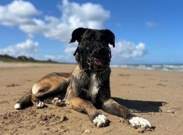 Erfahrenes Zuhause für sensiblen Hape