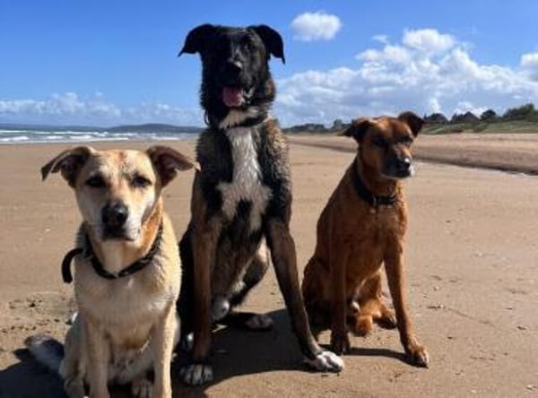 Erfahrenes Zuhause für sensiblen Hape