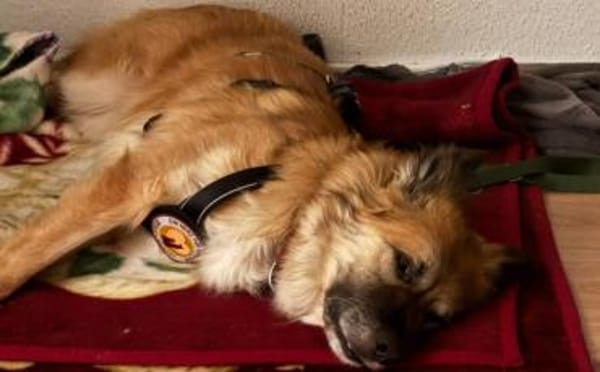 Imposanter Koda sucht Zuhause