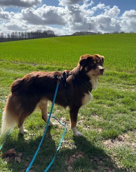 Mokka - Sanfter Riese sucht sein Zuhause