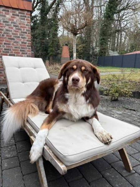 Mokka - Sanfter Riese sucht sein Zuhause