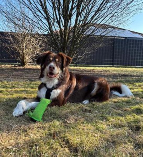 Mokka - Sanfter Riese sucht sein Zuhause