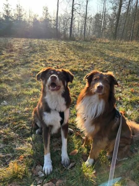 Mokka - Sanfter Riese sucht sein Zuhause