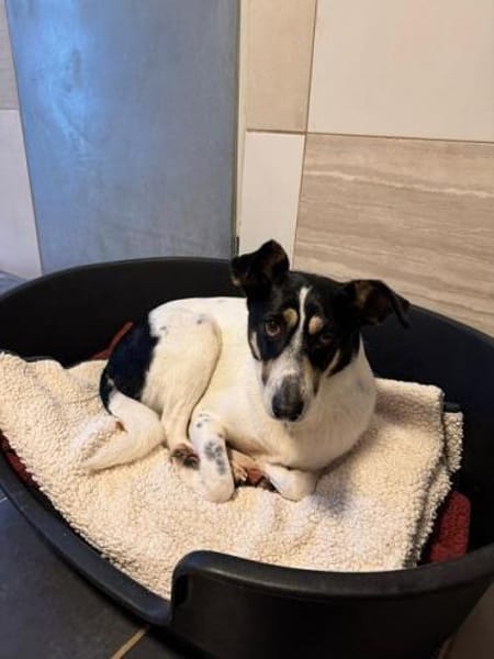 AMANDA-fröhliche,menschenbezogene Hündin