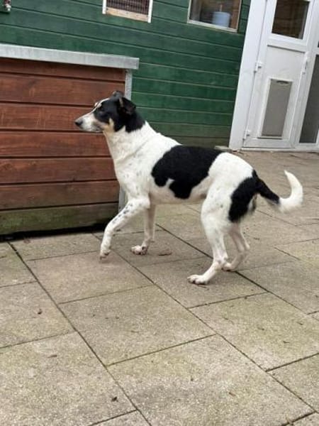 AMANDA-fröhliche,menschenbezogene Hündin