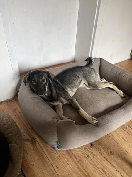 Junghund MORITZ sucht seinen Menschen!