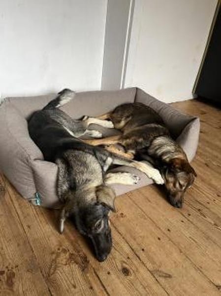 Junghund MORITZ sucht seinen Menschen!