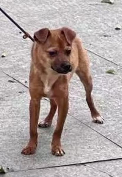 5 Junghunde suchen ihr Glück