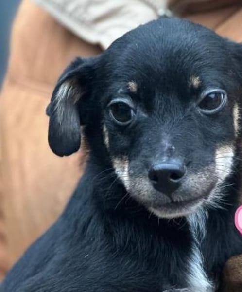 5 Junghunde suchen ihr Glück