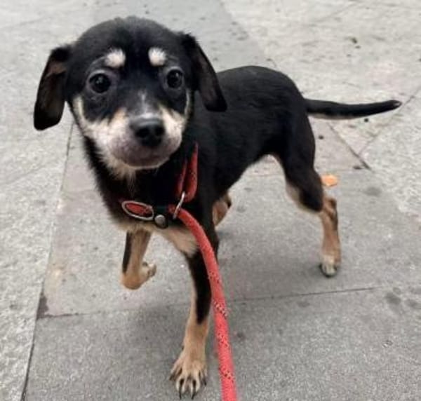 5 Junghunde suchen ihr Glück