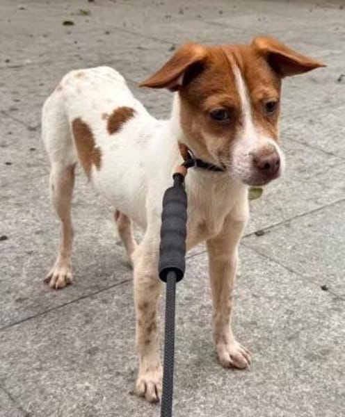 5 Junghunde suchen ihr Glück