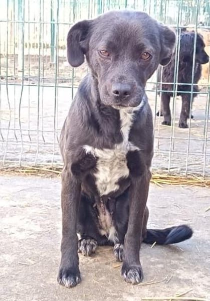 Dodo möchte wieder eine Familie