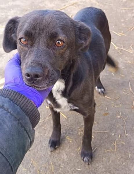 Dodo möchte wieder eine Familie