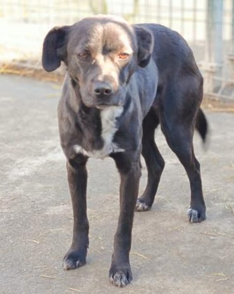 Dodo möchte wieder eine Familie