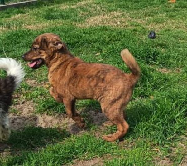 Bali möchte seine Koffer packen