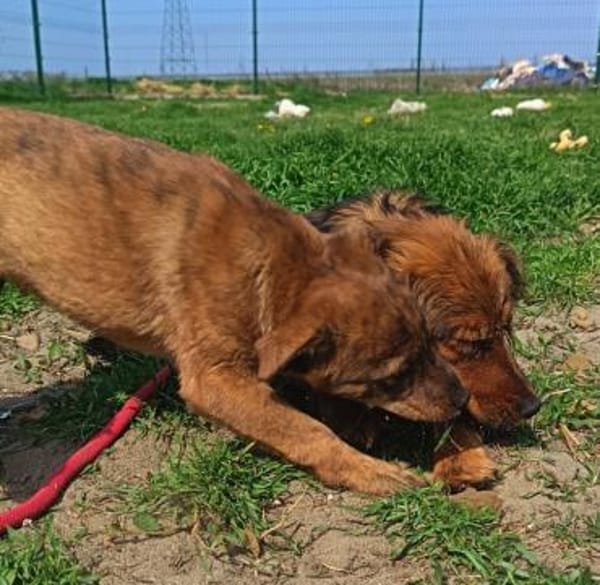 Bali möchte seine Koffer packen