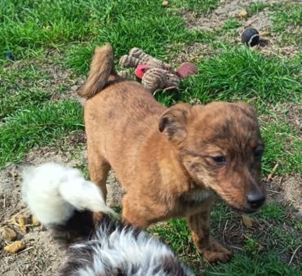 Bali möchte seine Koffer packen