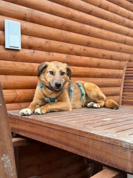 BECKY-hübsche,rehbraune Hündin,45 cm