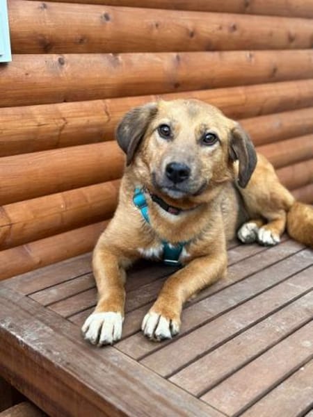 BECKY-hübsche,rehbraune Hündin,45 cm