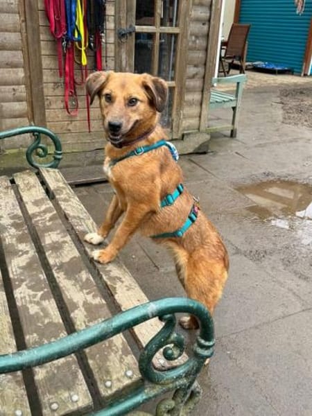 BECKY-hübsche,rehbraune Hündin,45 cm