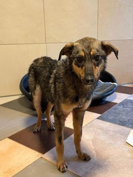 FEE-ruhige, hübsche Jung-Hündin, 49 cm