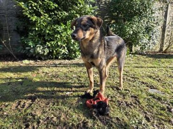 FEE-ruhige, hübsche Jung-Hündin, 49 cm