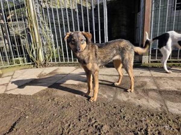 FEE-ruhige, hübsche Jung-Hündin, 49 cm