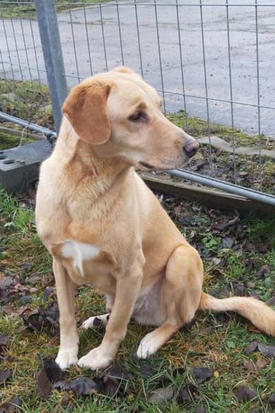 Charlie- möchte noch Abenteuer erleben