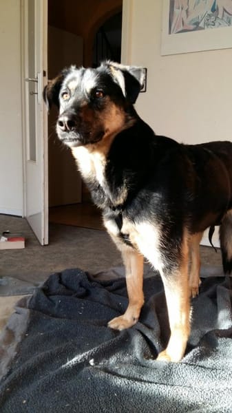 Olivia, suche Körbchen zum Bleiben