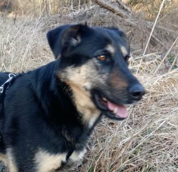 Olivia, suche Körbchen zum Bleiben