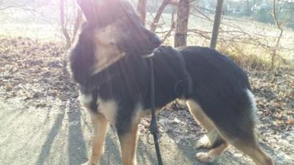 Olivia, suche Körbchen zum Bleiben