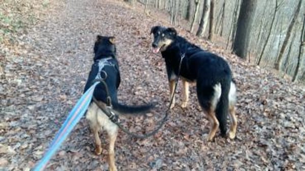 Olivia, suche Körbchen zum Bleiben