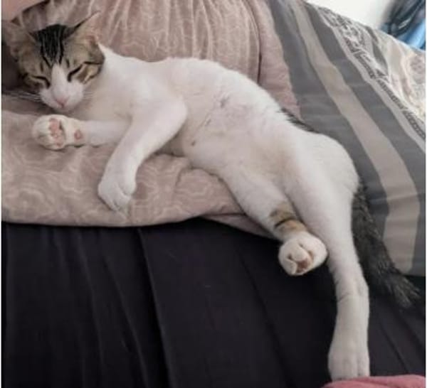 Raúl - zutraulicher, anhänglicher Kater