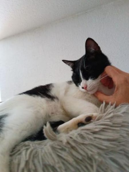 Vito - liebevoll, gesellig & verspielt