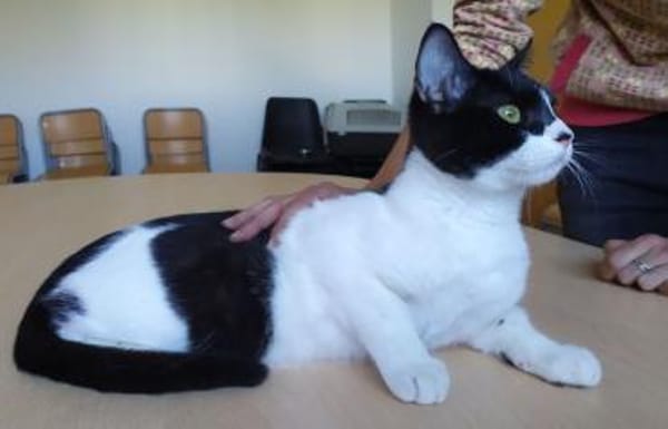 Vito - liebevoll, gesellig & verspielt