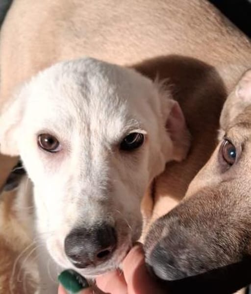 Bianca 💛 Hundemädchen sucht Happy-Home