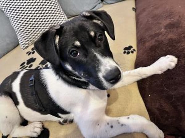 Kleine Prinzessin sucht Königreich