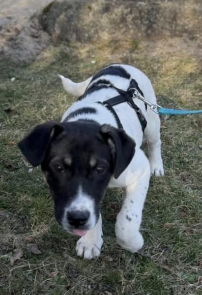 Kleine Prinzessin sucht Königreich