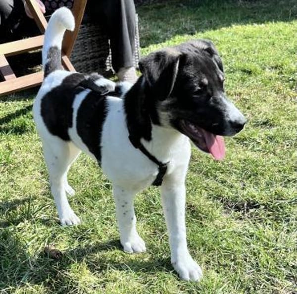 Kleine Prinzessin sucht Königreich